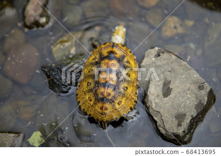 Japanese tortoise in the river 68413695