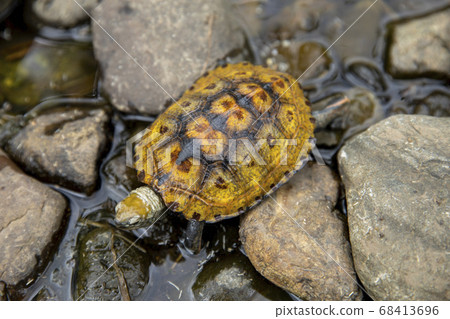 Japanese tortoise in the river 68413696