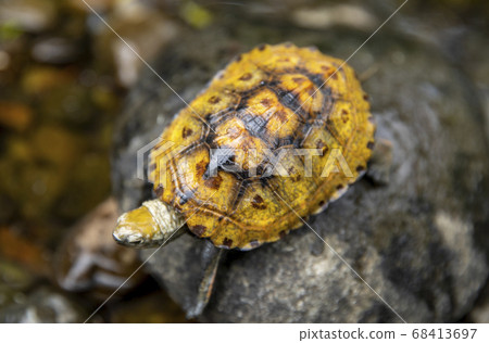 Japanese turtle on the stone Japanese turtle on the stone 68413697