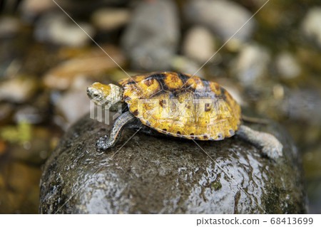 Japanese turtle on the stone 68413699