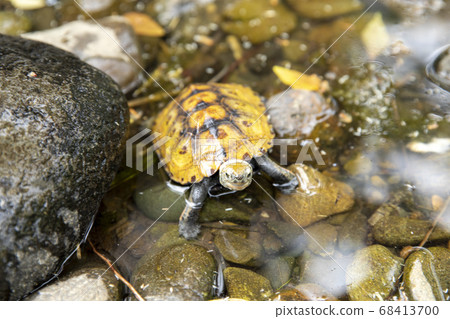 Japanese tortoise in the river 68413700