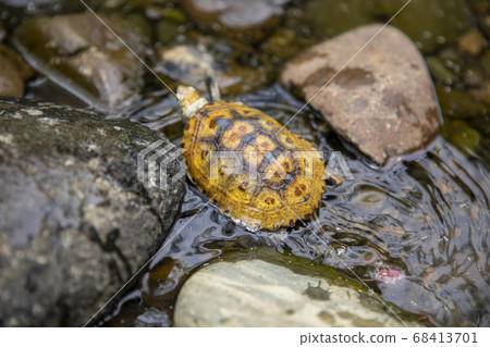 Japanese tortoise in the river Japanese tortoise in the river 68413701