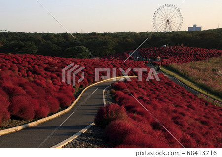 日立海濱公園“ Kokia” 68413716