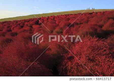 日立海濱公園“ Kokia” 68413717