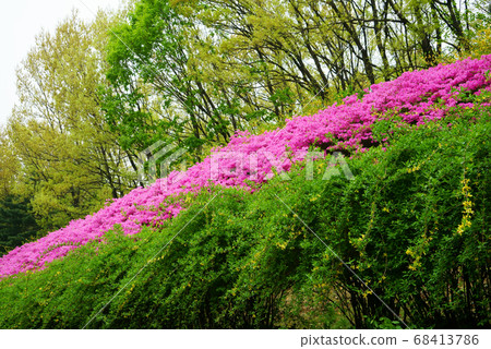 春天在歐金公園 68413786