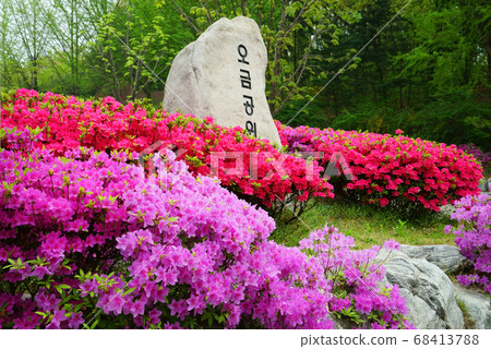 Spring in Ogeum Park Spring in Ogeum Park 68413788