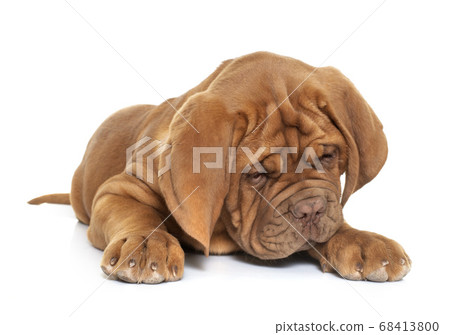 puppy Dogue de Bordeaux puppy Dogue de Bordeaux 68413800