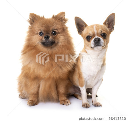 puppy pomeranian and chihuahua 68413810