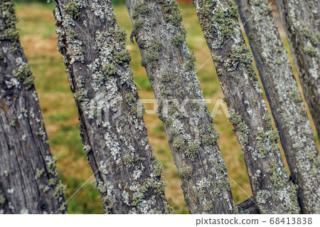 Old wooden fence covered with green moss 68413838