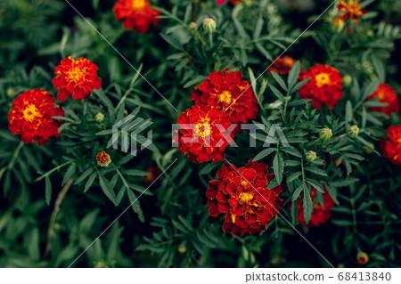 Big red marigold flowers in garden, summer 68413840