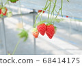 Strawberry picking 68414175
