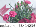 Carnation  68414236