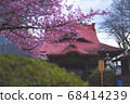Kawazu cherry tree 68414239