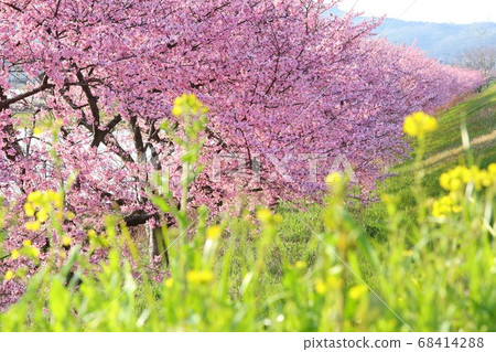 Kawazu cherry blossoms and rape blossoms on the bank Izu Kannancho 68414288