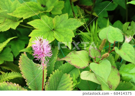 This strange flower is michaelisou This strange flower is michaelisou 68414375