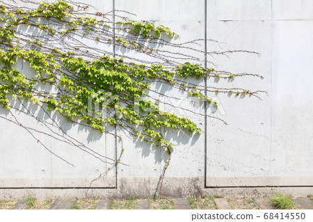 牆上充滿活力的植物 牆上充滿活力的植物 68414550