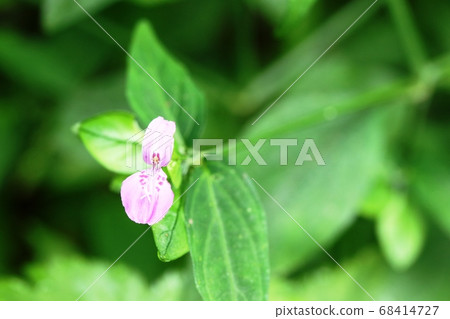 Hagrosso(黑葉草)在雨季後盛開 Hagrosso(黑葉草)在雨季後盛開 68414727