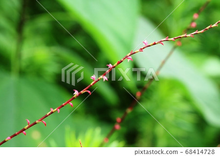 非常小的水木（Mizuhiki）花已經開始開花 68414728