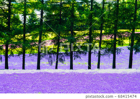 Furano-cho, Hokkaido Summer Farm Tomita Lavender field and row of trees 68415474
