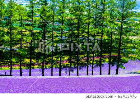 Furano-cho, Hokkaido Summer Farm Tomita Lavender field and row of trees 68415476