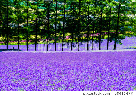Furano-cho, Hokkaido Summer Farm Tomita Lavender field and row of trees Furano-cho, Hokkaido Summer Farm Tomita Lavender field and row of trees 68415477