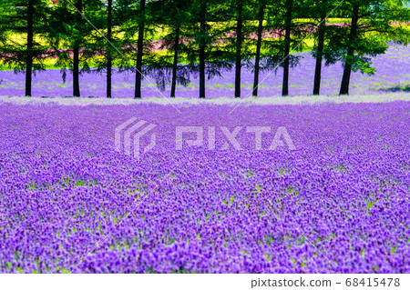 Furano-cho, Hokkaido Summer Farm Tomita Lavender field and row of trees 68415478