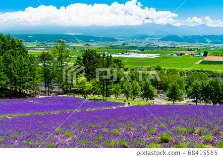 富良野町，北海道夏田農場富田十胜山脈和富良野盆地景觀 68415555