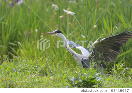 A blue heron that tries to flap to the left against the background of irises 68416657