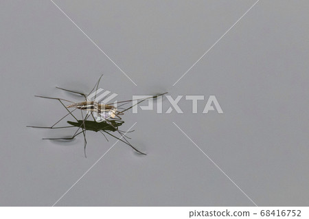 Water strider copulate Water strider copulate 68416752
