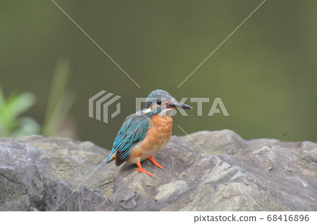 A young kingfisher leaning on the rock and looking to the right A young kingfisher leaning on the rock and looking to the right 68416896