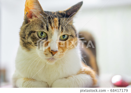 Relaxed Michele cat portrait Stock Photo 68417179 PIXTA