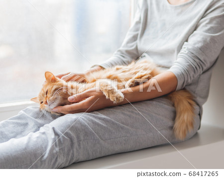 Cute ginger cat lying on woman's knees. Woman in grey pajama strokes fluffy pet. Cozy morning at home. Cute ginger cat lying on woman's knees. Woman in grey pajama strokes fluffy pet. Cozy morning at home. 68417265