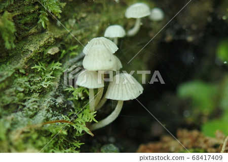 Amulet bamboo grows on mossy rotten trees 68417409