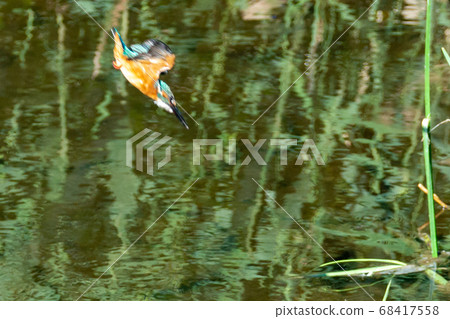 Kasemi夏季在小溪中跳躍以捕捉小魚的景觀 68417558