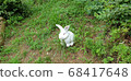 rabbit 68417648