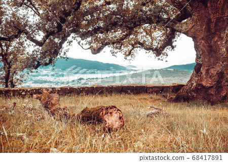 Wild cork oak tree on the countryside in Spain Wild cork oak tree on the countryside in Spain 68417891