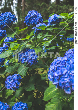 Blue hydrangea (hortense) blooming in Spring Blue hydrangea (hortense) blooming in Spring 68417892