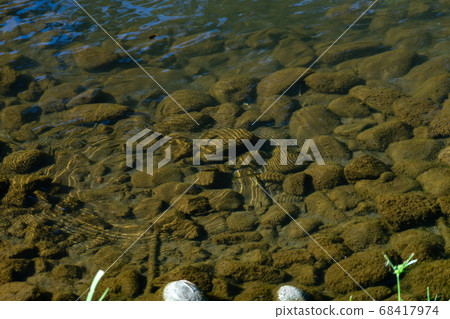 Small fish swimming coolly in a beautiful summer stream Small fish swimming coolly in a beautiful summer stream 68417974