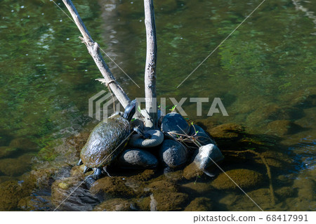 A landscape where a turtle dries on a stream in the summer 68417991