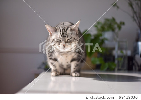 Cat playing in the sun 68418036