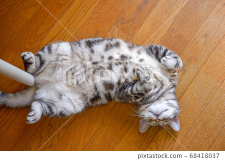 Cat sleeping in the heavenly sky 68418037