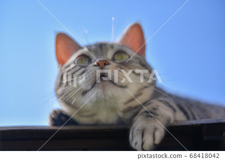 Expressive cat sunbathing 68418042