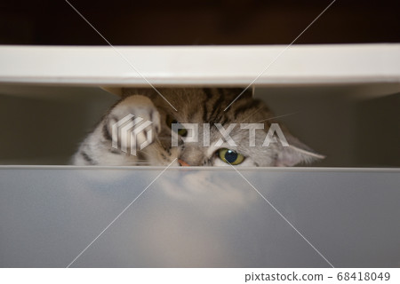 調皮的貓 調皮的貓 68418049