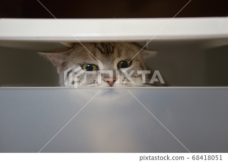 Cat mischievous in a costume case 68418051