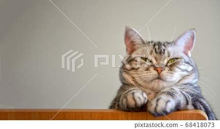 Cat looking down at the corner of a desk 68418073
