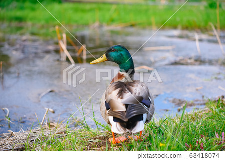 Duck 68418074