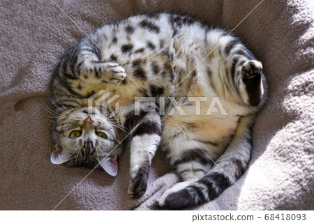 躺在毯子上的貓 68418093