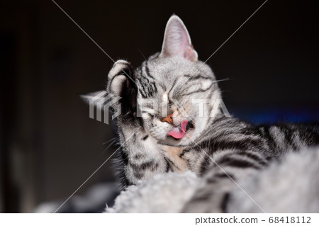 Cat washing face while sunbathing Cat washing face while sunbathing 68418112