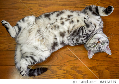 貓在天上睡覺 貓在天上睡覺 68418115