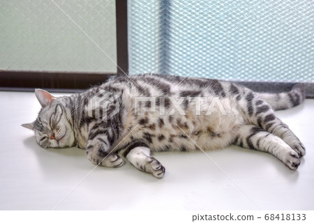 貓在凸窗裡打na 貓在凸窗裡打na 68418133